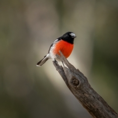 Petroica boodang (Scarlet Robin) at Gunning, NSW - 19 Jun 2021 by trevsci