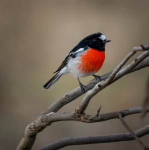 Petroica boodang at Gunning, NSW - 19 Jun 2021