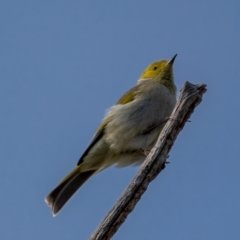 Ptilotula penicillata (White-plumed Honeyeater) at Gunning, NSW - 19 Jun 2021 by trevsci