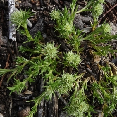 Scleranthus diander (Many-flowered Knawel) at Cooma, NSW - 13 Nov 2020 by JanetRussell