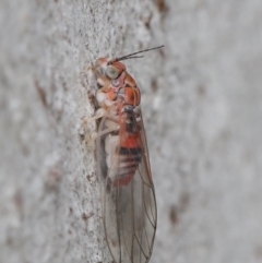 Psyllidae sp. (family) (Unidentified psyllid or lerp insect) at Downer, ACT - 27 Jun 2021 by TimL