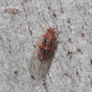 Psyllidae sp. (family) at Downer, ACT - 27 Jun 2021 12:09 PM