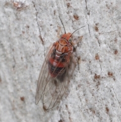 Psyllidae sp. (family) at Downer, ACT - 27 Jun 2021