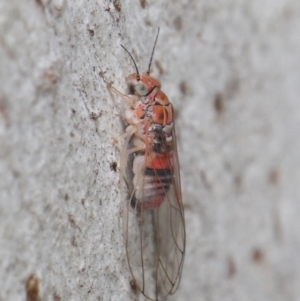 Psyllidae sp. (family) at Downer, ACT - 27 Jun 2021 12:09 PM