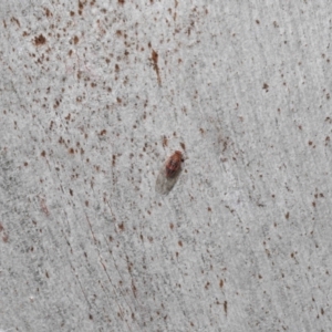 Psyllidae sp. (family) at Downer, ACT - 27 Jun 2021