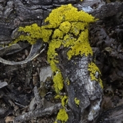 Unverified Lichen at Cooma, NSW - 13 Nov 2020 by JanetRussell