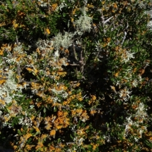 Melicytus angustifolius subsp. divaricatus at Cooma, NSW - 14 Nov 2020