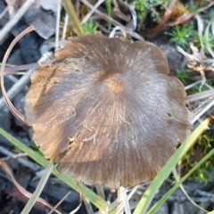 Unidentified Cap on a stem; gills below cap [mushrooms or mushroom-like] at Mount Painter - 27 Jun 2021 by drakes