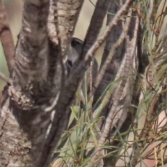 Phylidonyris pyrrhopterus (Crescent Honeyeater) at Conder, ACT - 27 Jun 2021 by RodDeb