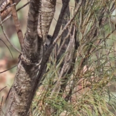 Phylidonyris pyrrhopterus at Conder, ACT - 27 Jun 2021