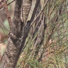 Phylidonyris pyrrhopterus at Conder, ACT - 27 Jun 2021