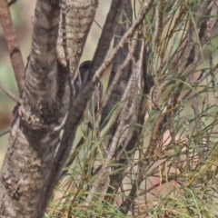 Phylidonyris pyrrhopterus at Conder, ACT - 27 Jun 2021