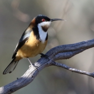 Acanthorhynchus tenuirostris at Conder, ACT - 27 Jun 2021