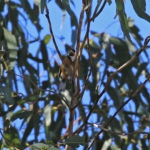 Acanthorhynchus tenuirostris at Conder, ACT - 27 Jun 2021