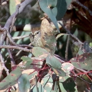 Acanthiza lineata at Conder, ACT - 27 Jun 2021