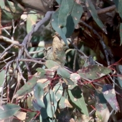 Acanthiza lineata at Conder, ACT - 27 Jun 2021