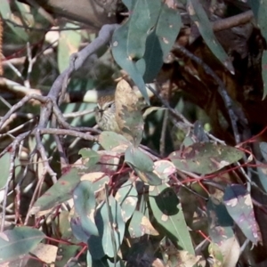 Acanthiza lineata at Conder, ACT - 27 Jun 2021