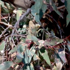 Acanthiza lineata at Conder, ACT - 27 Jun 2021