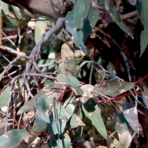 Acanthiza lineata at Conder, ACT - 27 Jun 2021