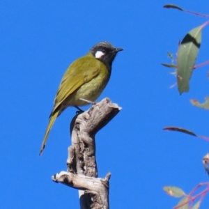 Nesoptilotis leucotis at Conder, ACT - 27 Jun 2021