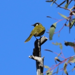 Nesoptilotis leucotis at Conder, ACT - 27 Jun 2021