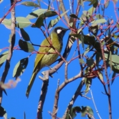 Nesoptilotis leucotis at Conder, ACT - 27 Jun 2021