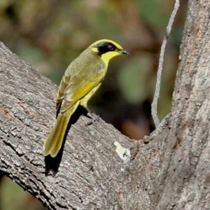 Lichenostomus melanops at Conder, ACT - 27 Jun 2021