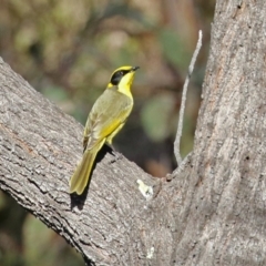 Lichenostomus melanops at Conder, ACT - 27 Jun 2021