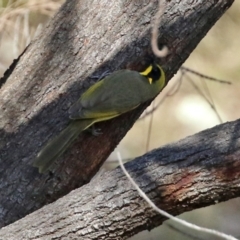 Lichenostomus melanops at Conder, ACT - 27 Jun 2021