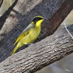 Lichenostomus melanops at Conder, ACT - 27 Jun 2021