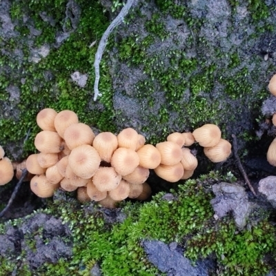 Coprinellus micaceus group at Cook, ACT - 27 Jun 2021 by drakes