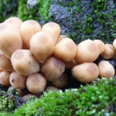 Coprinellus micaceus group at Cook, ACT - 27 Jun 2021 02:41 PM