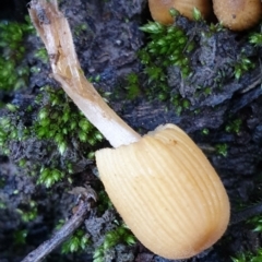 Coprinellus micaceus group at Cook, ACT - 27 Jun 2021