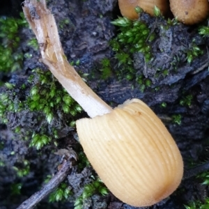 Coprinellus micaceus group at Cook, ACT - 27 Jun 2021