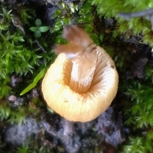 Coprinellus micaceus group at Cook, ACT - 27 Jun 2021