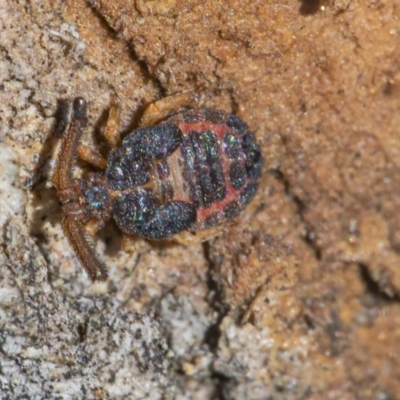 Aradellus cygnalis (An assassin bug) at Googong, NSW - 27 Jun 2021 by WHall