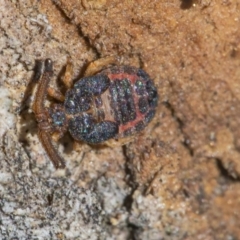 Aradellus cygnalis (An assassin bug) at Googong, NSW - 27 Jun 2021 by WHall