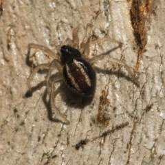 Euryopis umbilicata (Striped tick spider) at Googong, NSW - 27 Jun 2021 by WHall