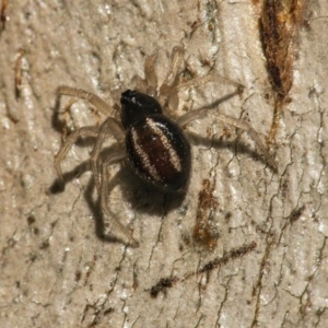 Euryopis umbilicata at Googong, NSW - 27 Jun 2021