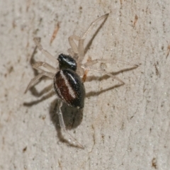 Euryopis umbilicata at Googong, NSW - 27 Jun 2021