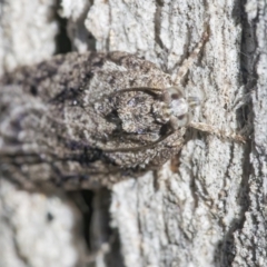 Tortricinae (subfamily) (A tortrix moth) at Googong, NSW - 27 Jun 2021 by WHall