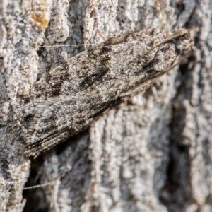 Tortricinae (subfamily) at QPRC LGA - 27 Jun 2021