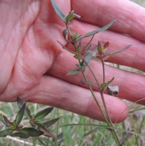 Opercularia hispida at Bruce, ACT - 11 Apr 2021