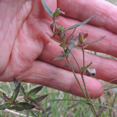 Opercularia hispida (Hairy Stinkweed) at Bruce, ACT - 11 Apr 2021 by MichaelBedingfield