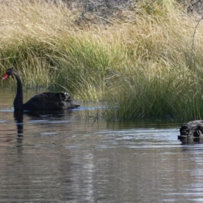 Cygnus atratus (Black Swan) at Googong, NSW - 28 Jun 2021 by Wandiyali