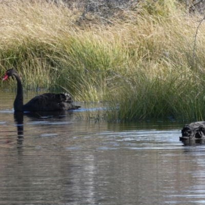 Cygnus atratus (Black Swan) at QPRC LGA - 28 Jun 2021 by Wandiyali