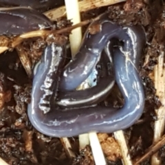 Caenoplana coerulea (Blue Planarian, Blue Garden Flatworm) at Weetangera, ACT - 28 Jun 2021 by trevorpreston