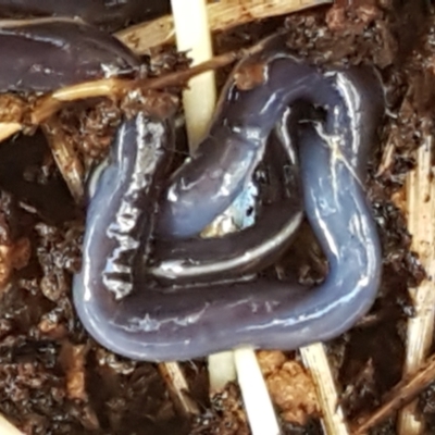 Caenoplana coerulea (Blue Planarian, Blue Garden Flatworm) at Weetangera, ACT - 28 Jun 2021 by trevorpreston