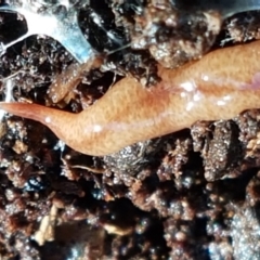 Australopacifica graminicola (Brown-speckled planarian) at The Pinnacle - 28 Jun 2021 by tpreston