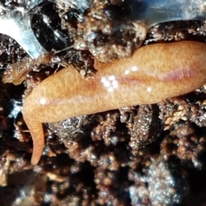 Australopacifica graminicola at Weetangera, ACT - 28 Jun 2021